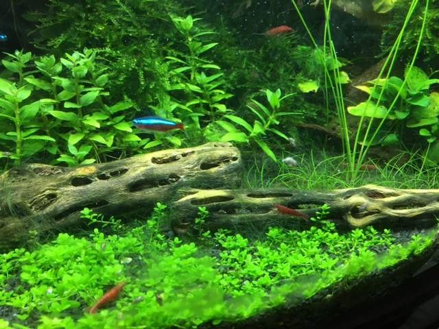 Fish&Shrimp.JPG