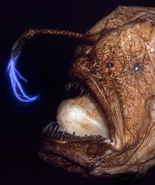 Fish27.jpg