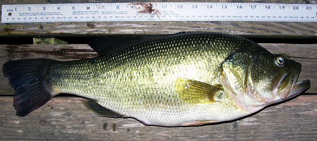 Five-pounder6-18-13Biggs_zpsd50babdc.jpg