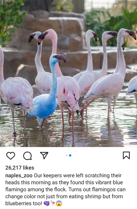 flamingo amazong.jpg