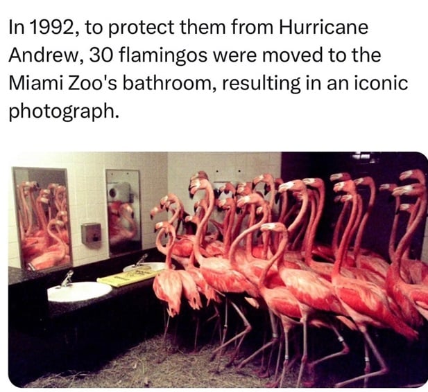 flamingoes.jpg