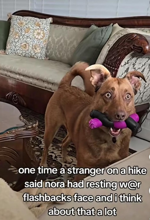 flashbacks dog.jpg