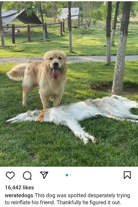 flat dog.jpg