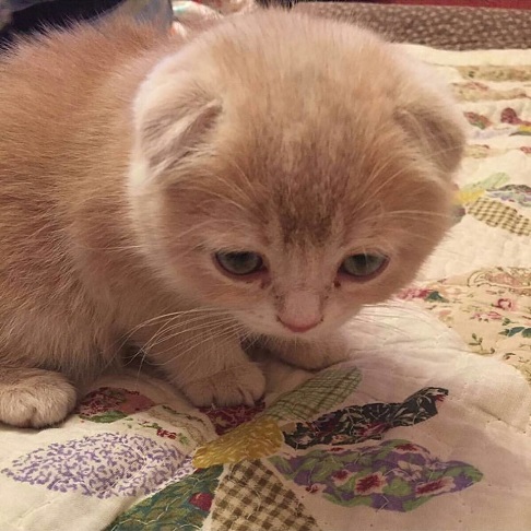 flat ear kitten.jpg
