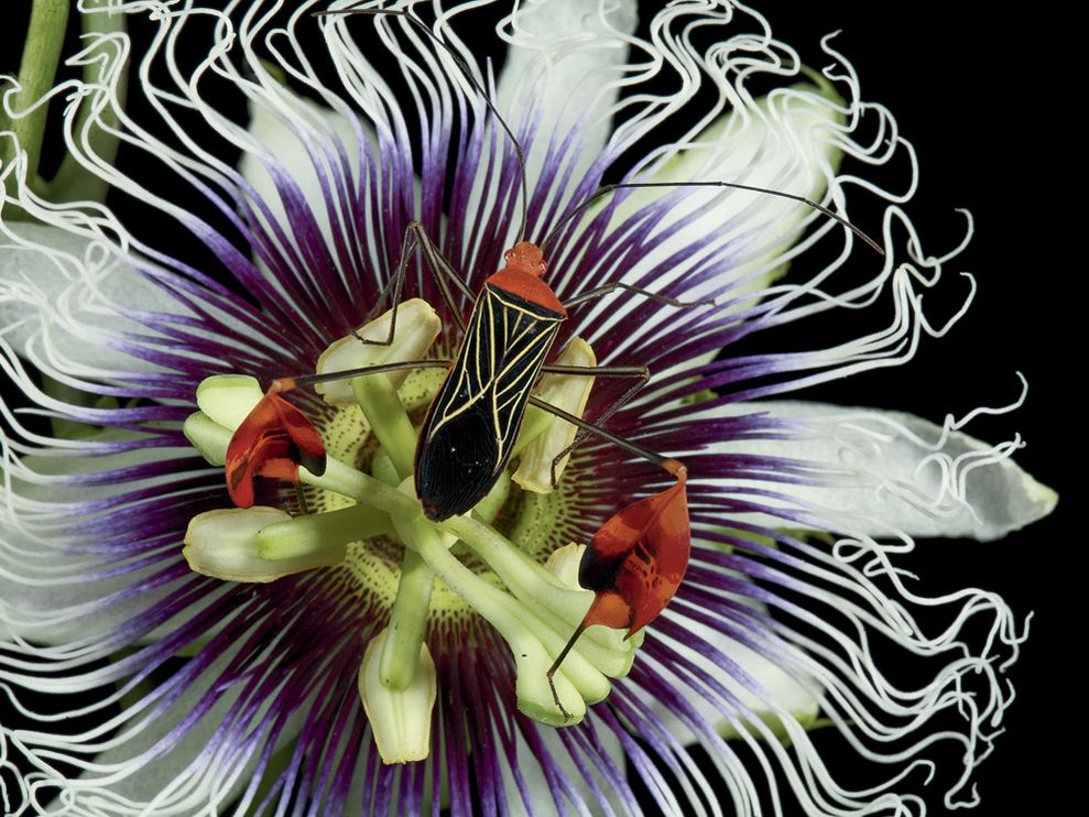 flat-footed-bug-and-passionflower1.jpg
