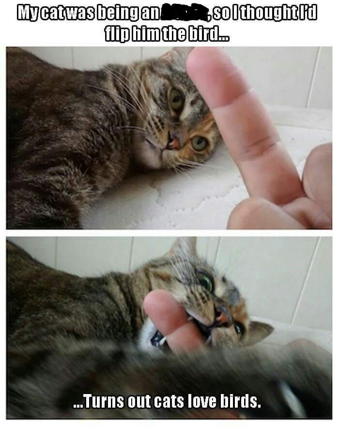 flipping cat bird.jpg