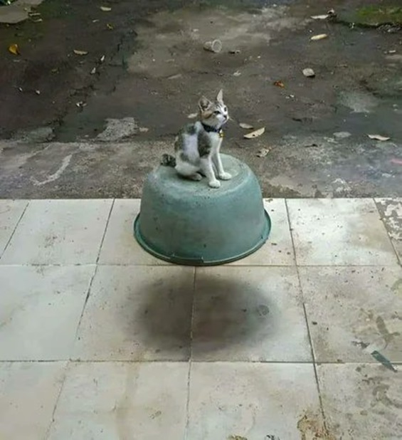 floating cat.jpg