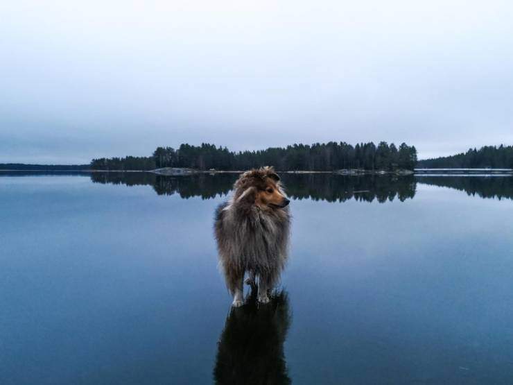 floatting dog.jpg