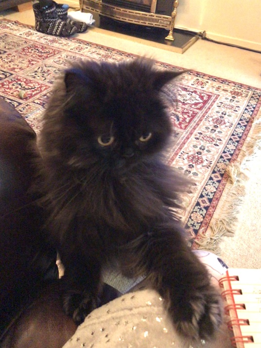 floofy blk cat 2.jpg