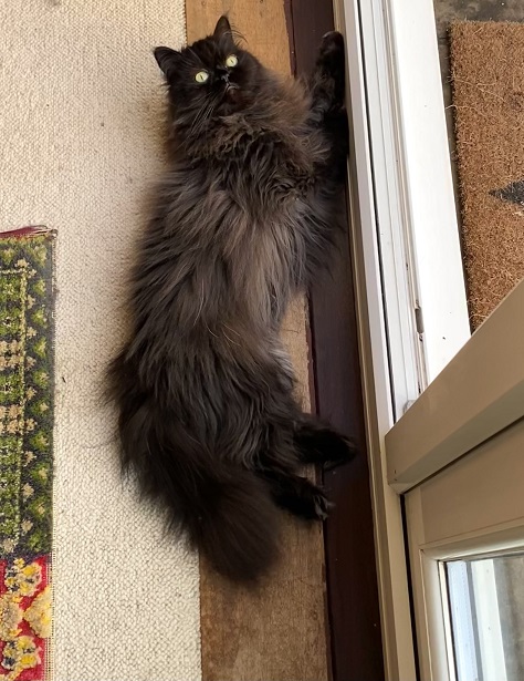 floofy blk cat.jpg