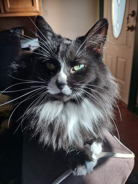 floofy bw cat.jpg