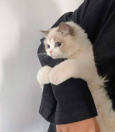 floofy cat arm.jpg