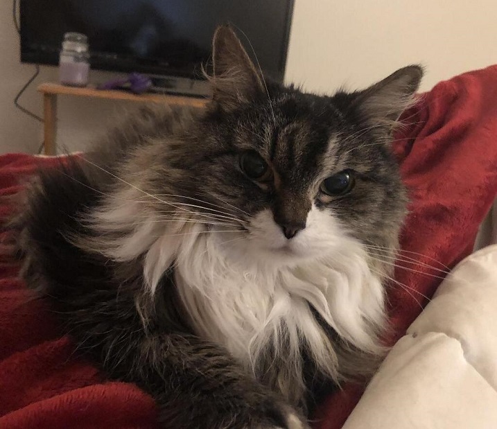 floofy cat close.jpg