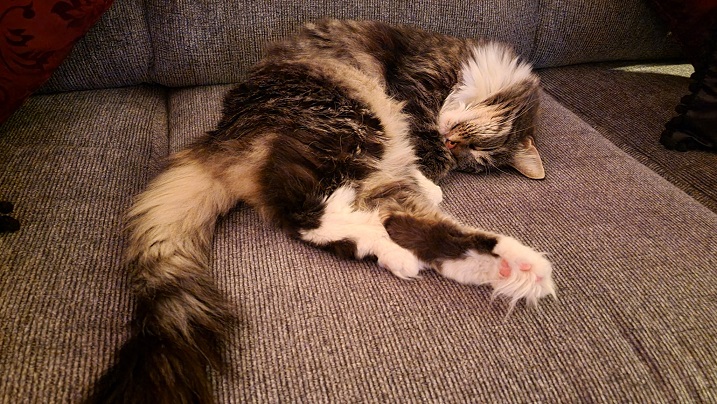 floofy cat couch.jpg