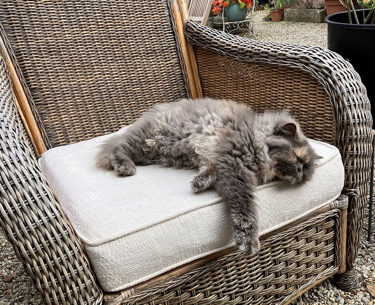 floofy cat.jpg