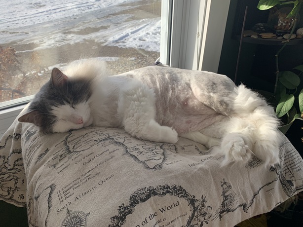 floofy cat.jpg