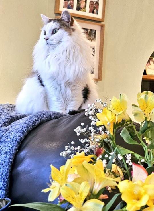 floofy cat.jpg