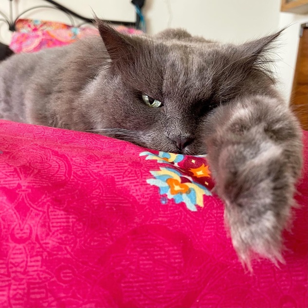 floofy cat paw.jpg