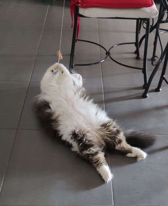 floofy cat string.jpg