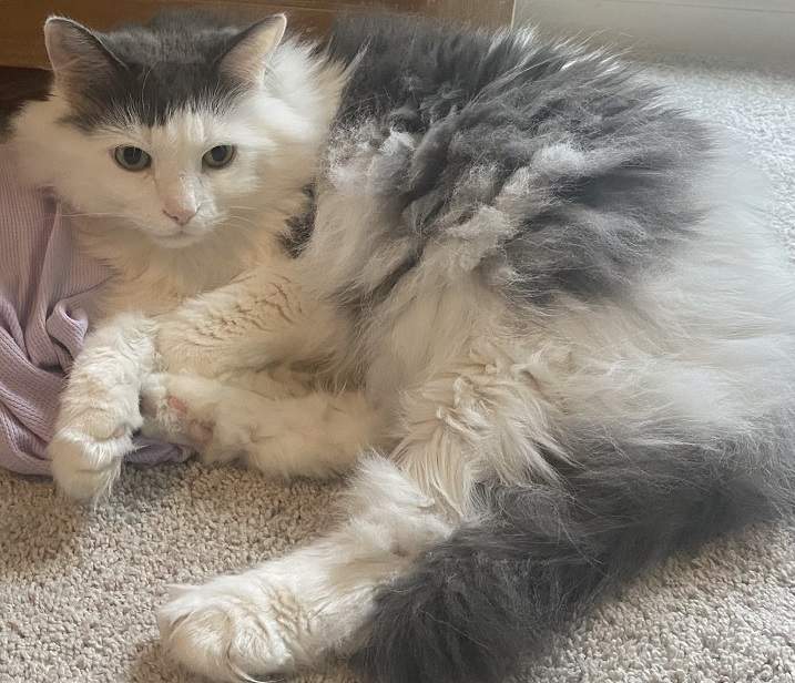 floofy grey cat.jpg