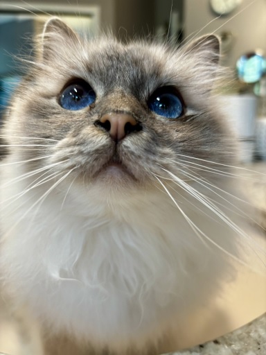 floofy grey cat.jpg