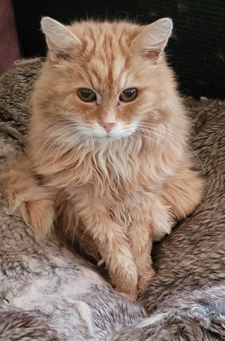 floofy orng cat.jpg