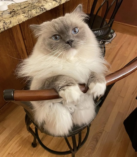 floofy siamese.jpg