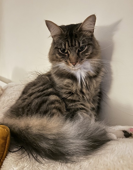 floofy tabby.jpg