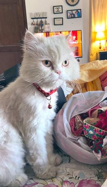 floofy white cat.jpg