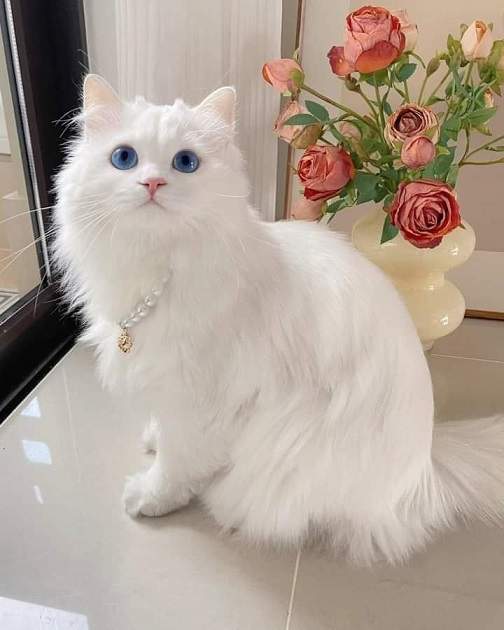 floofy white cat.jpg