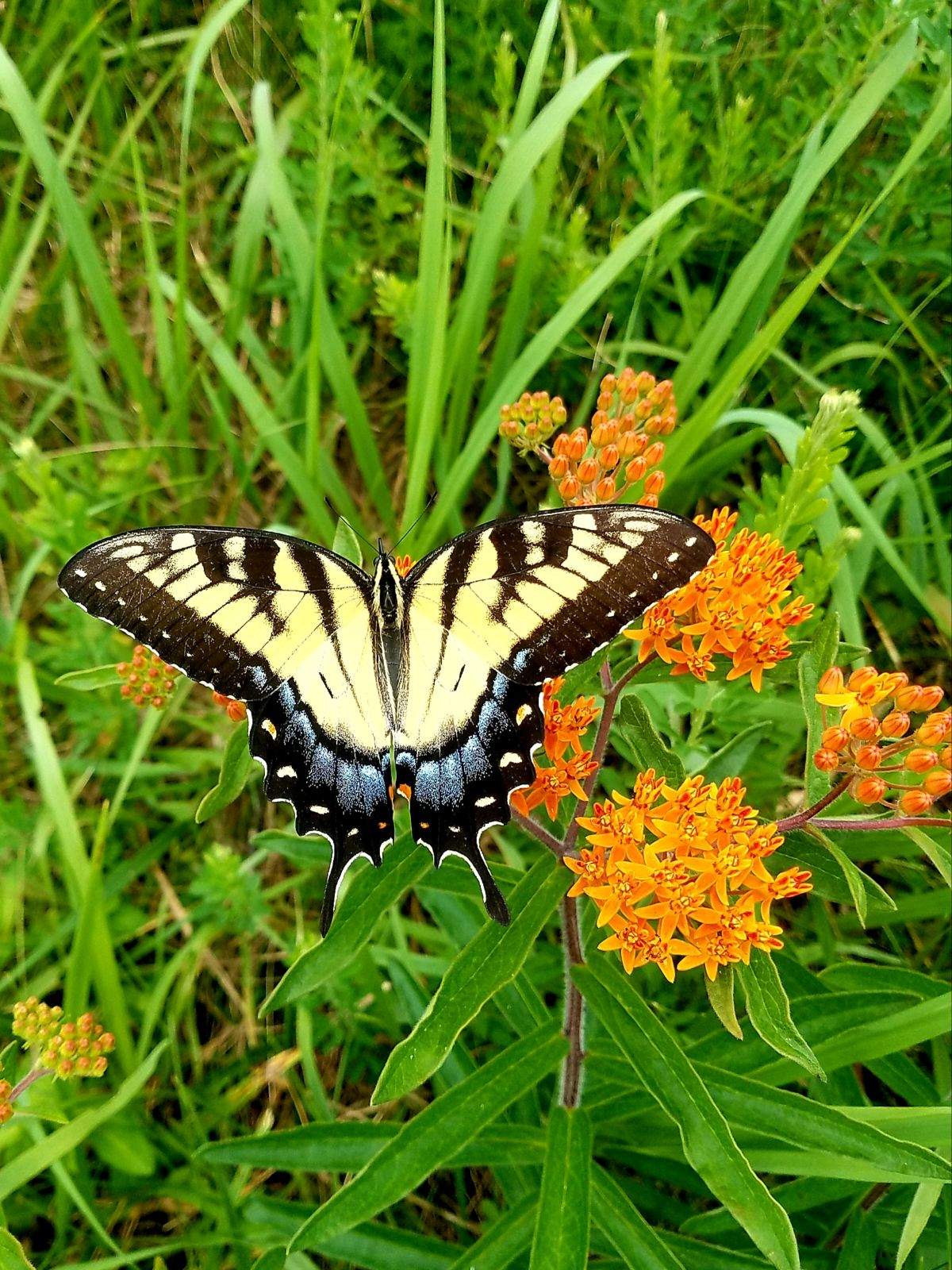 Flora & Fauna.jpeg