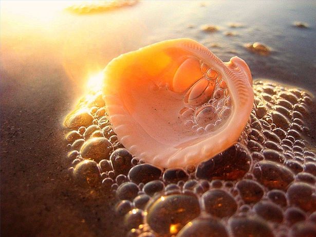 florida-sea-shell-identification-800x800.jpg