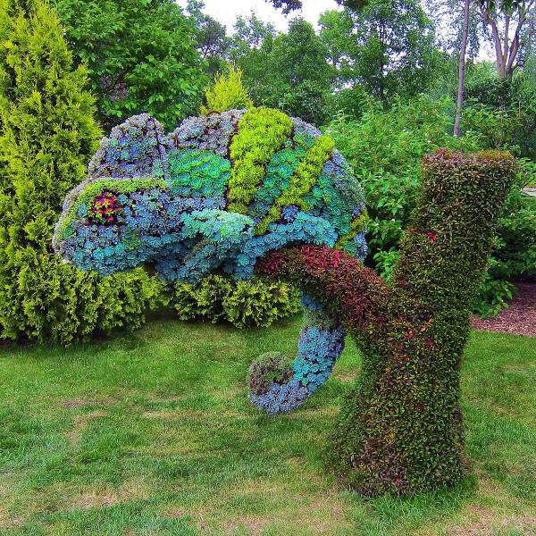 Flower lizard.jpg
