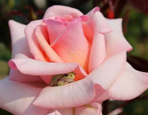 flowers-12.jpg