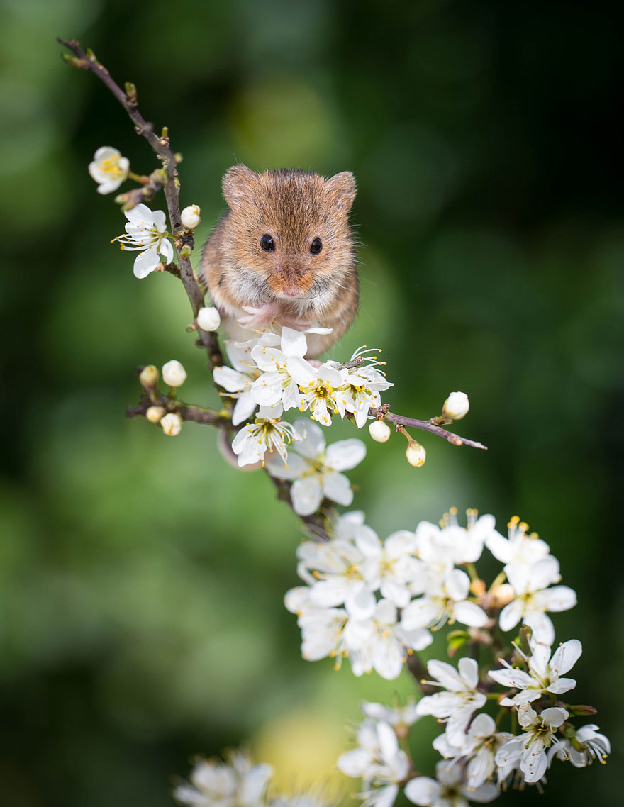 flowers-13.jpg