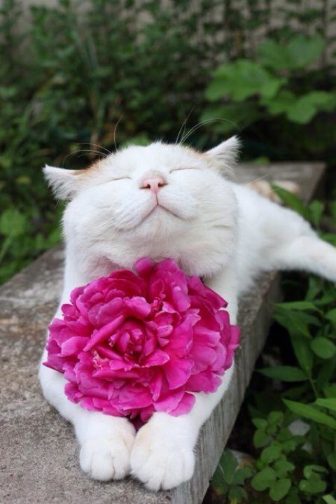 flowers-15.jpg