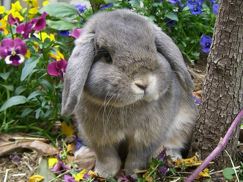 flowers-3.png