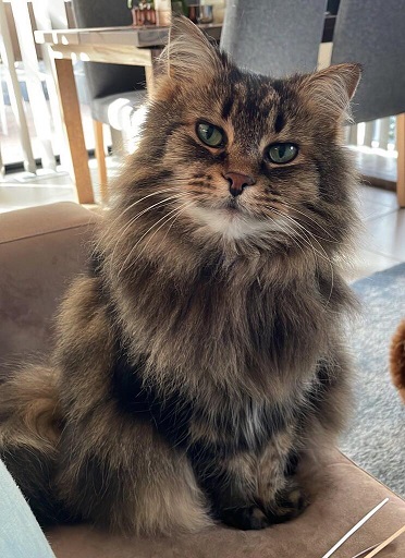 fluffy brown cat.jpg
