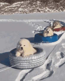 fluffy-dog-3319579887.gif