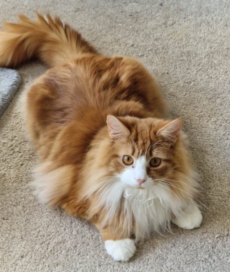 fluffy orng cat.jpg