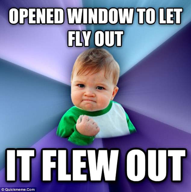 fly.jpg