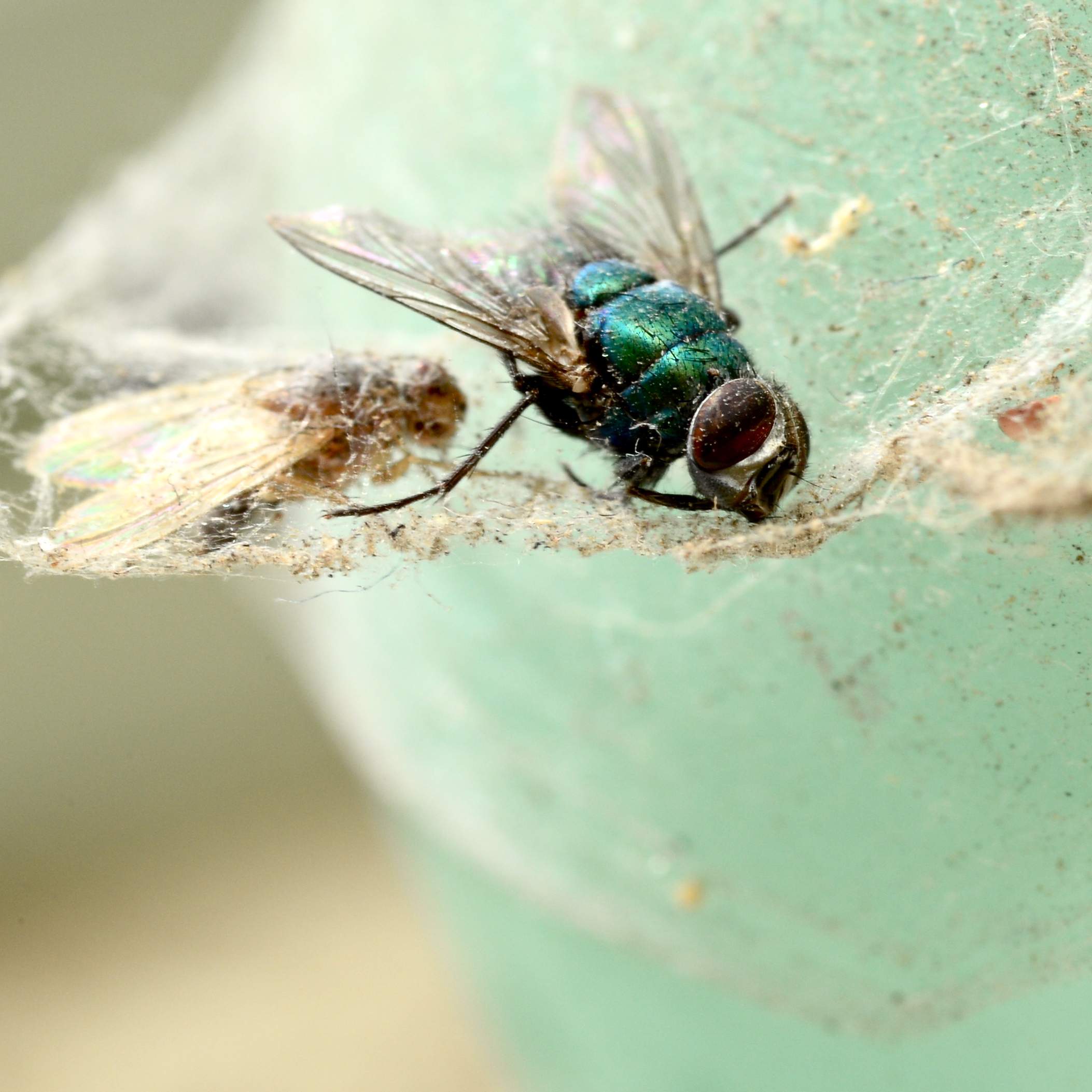 flyDEE_2892.jpg