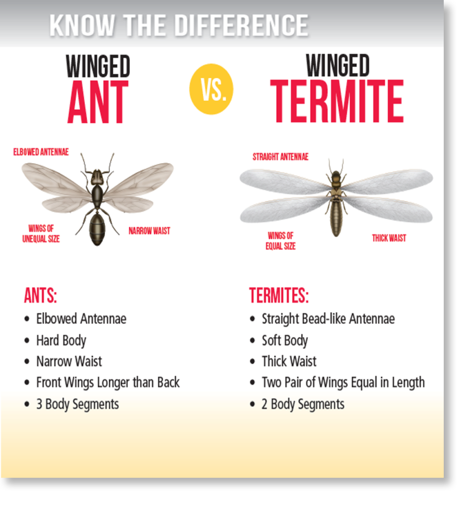 flying-ants-vs-flying-termites-929x1024.png