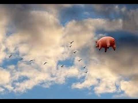 flyingpig.jpg