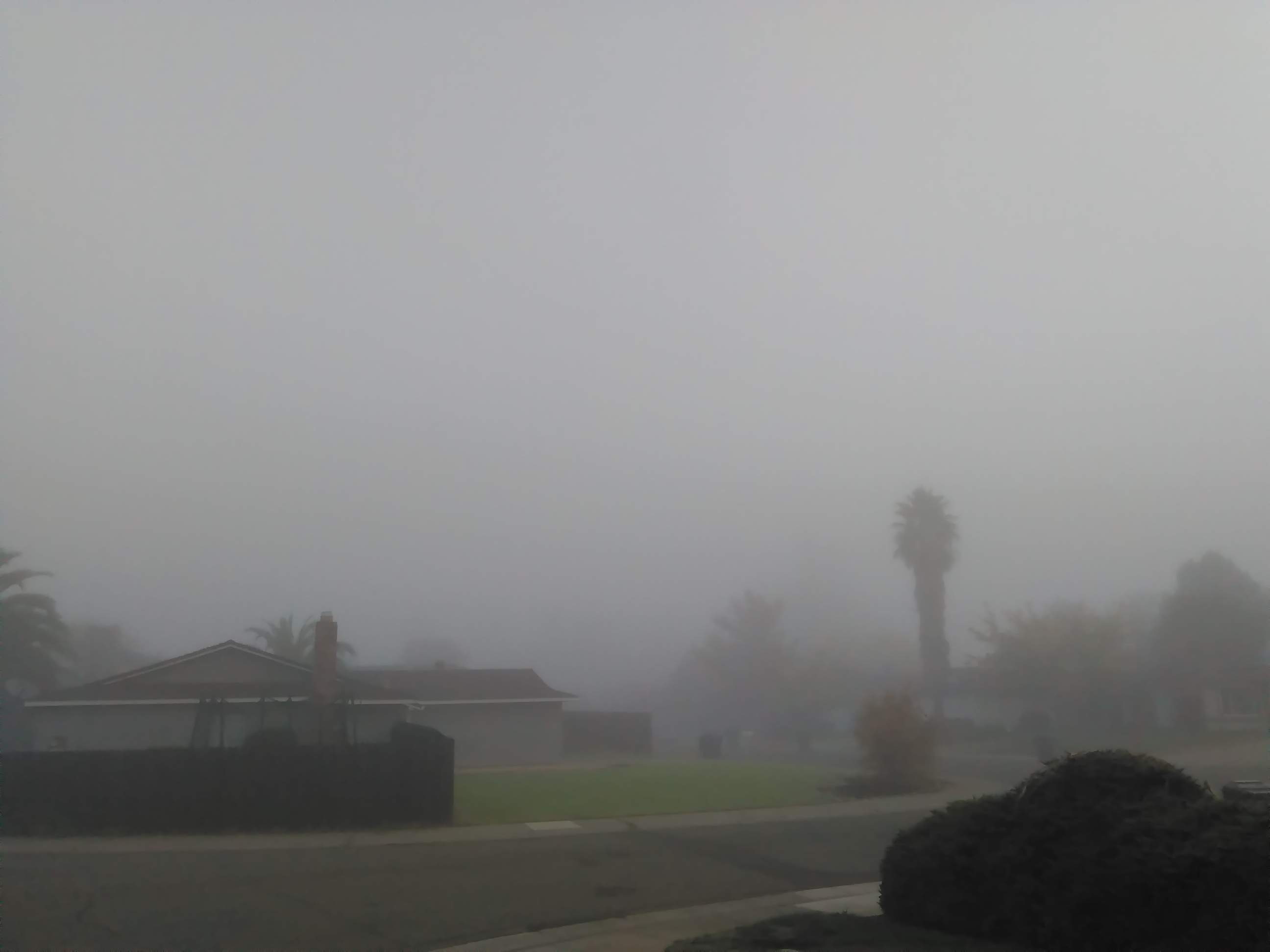Fog - 11-3-2021.jpg