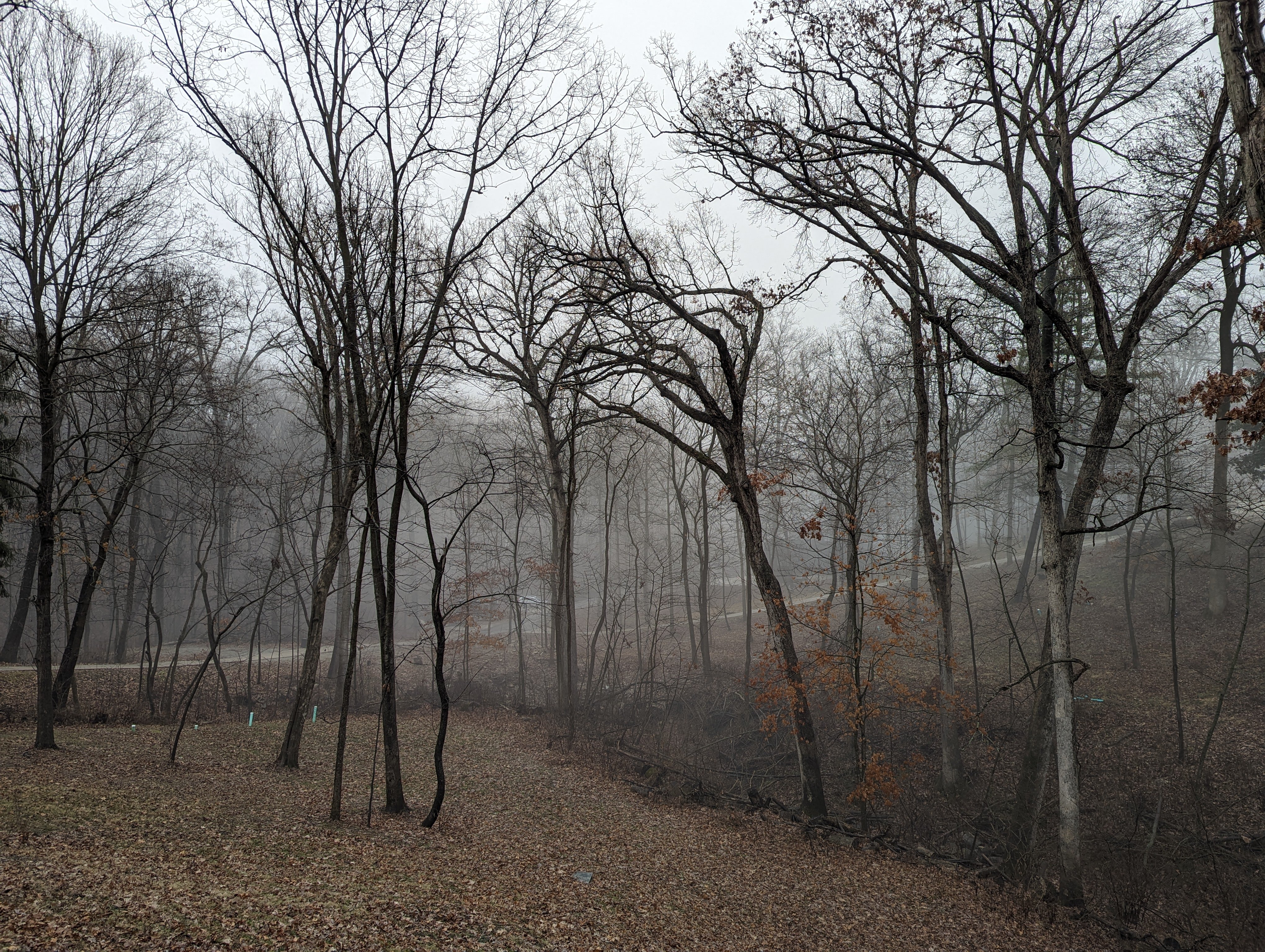 foggy.jpg