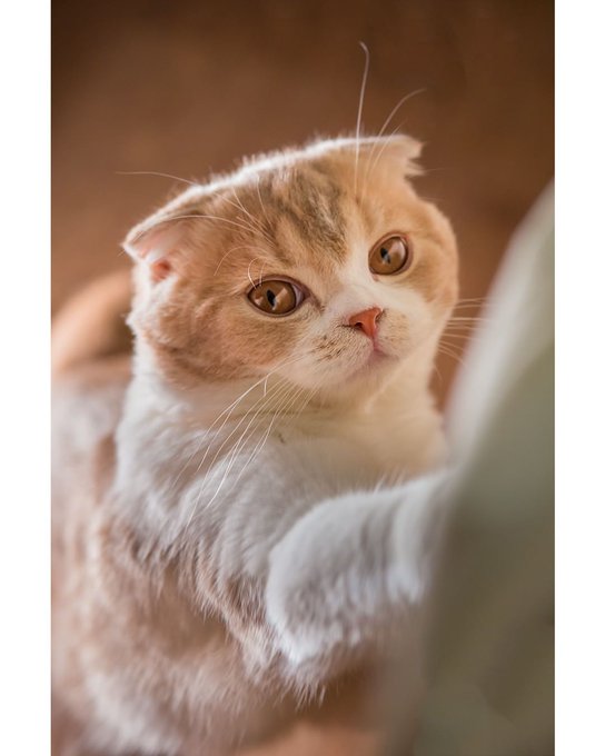 fold cat.jpg