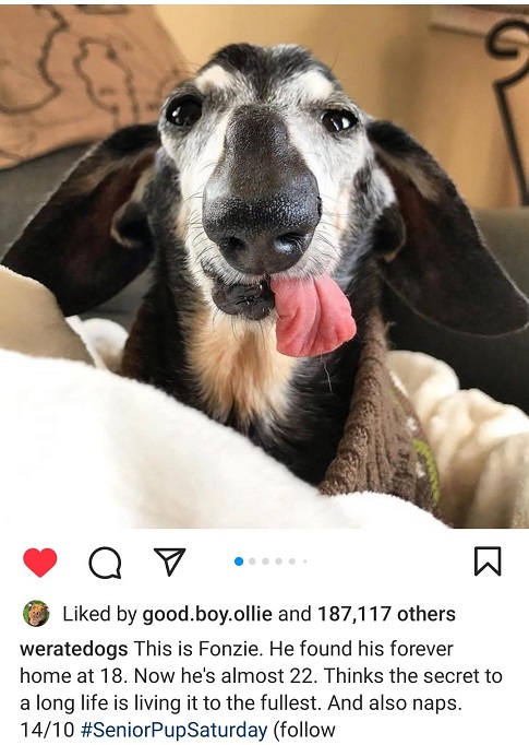 fonzie dog.jpg