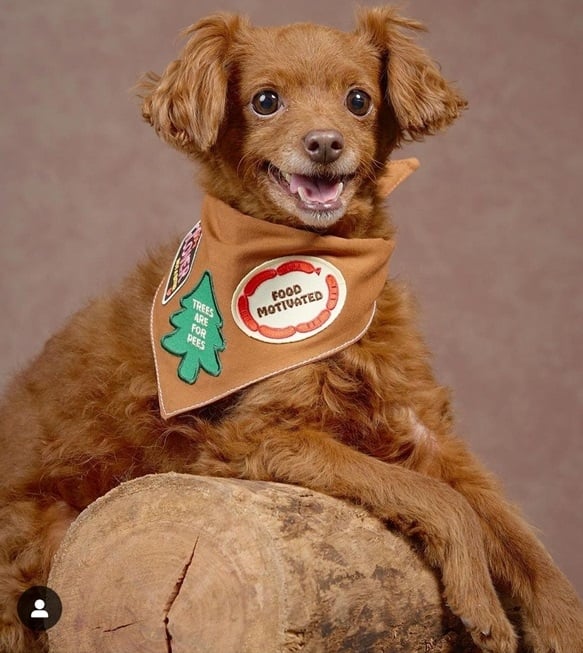 fooddog.jpg