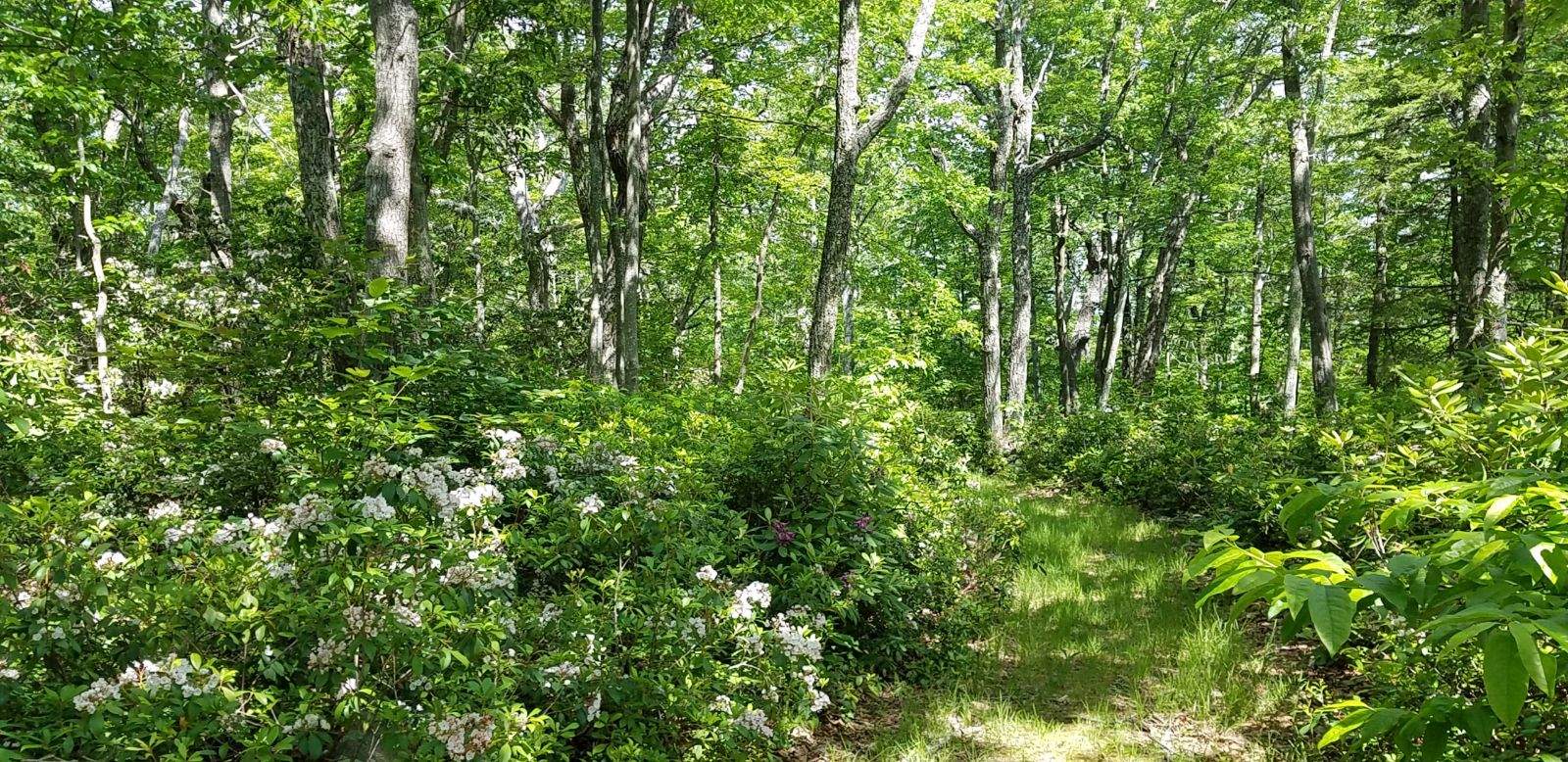 Forest 1.jpeg